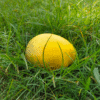 Lokkhonvog লক্ষনভোগ আম