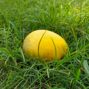 Lokkhonvog Vog  লক্ষনভোগ আম (10kg)